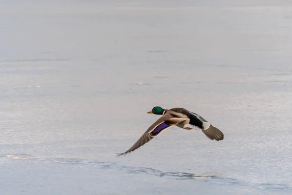 Πάπια άγρια mallard που πετούν πάνω από την παγωμένη λίμνη — Φωτογραφία Αρχείου