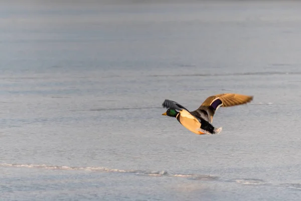 Πάπια άγρια mallard που πετούν πάνω από την παγωμένη λίμνη — Φωτογραφία Αρχείου