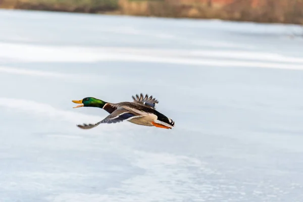 Wild mallard duck flying over the frozen lake — Stock Photo, Image