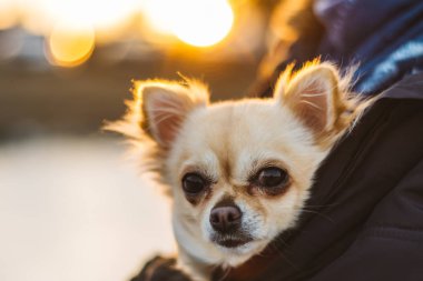Küçük şirin chihuahua köpek kollarında. Sevimli genç köpek yavrusu, iri gözlü, olmak