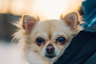 Küçük şirin chihuahua köpek kollarında. Sevimli genç köpek yavrusu, iri gözlü, olmak