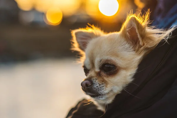 Küçük şirin chihuahua köpek kollarında. Sevimli genç köpek yavrusu, iri gözlü, olmak — Stok fotoğraf
