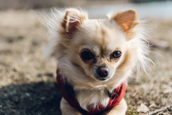 Güzel kırmızı kışın yatan çok güzel chihuahua köpek — Stok fotoğraf