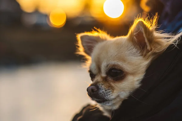 Küçük şirin chihuahua köpek kollarında. Sevimli genç köpek yavrusu, iri gözlü, olmak — Stok fotoğraf