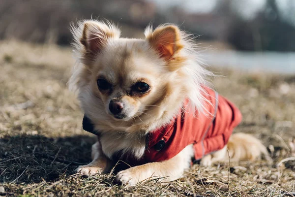 Güzel kırmızı kışın yatan çok güzel chihuahua köpek — Stok fotoğraf