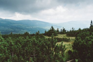 Güzel manzara dağlarda. Güzel yeşil ağaçlar, orman bir