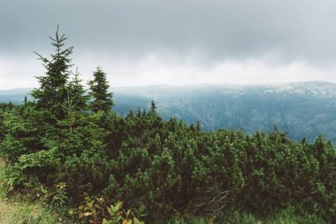 Güzel manzara dağlarda. Güzel yeşil ağaçlar, orman bir