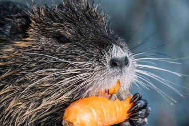 Bir havuç yiyen vahşi coypu portresi