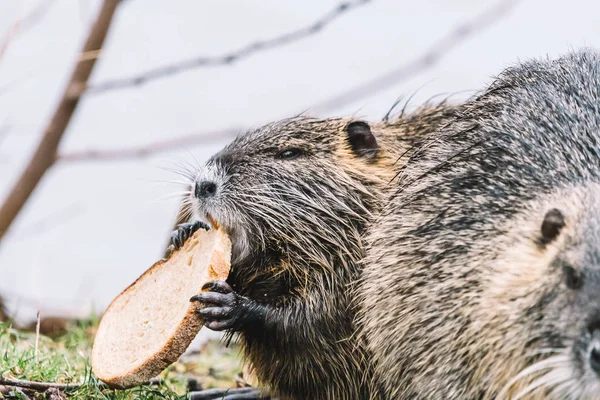 Retrato de un coypu salvaje comiendo un pan — Foto de Stock