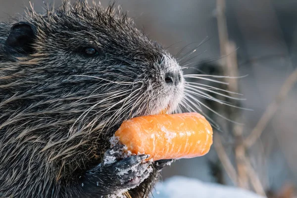 Retrato de coypu selvagem comendo uma cenoura — Fotografia de Stock