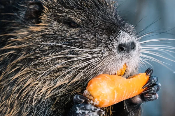 Portrait of wild coypu eating a carrot — Stock Photo, Image