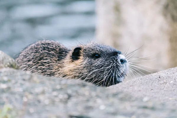 Coypu curioso à procura de algo para comer — Fotografia de Stock