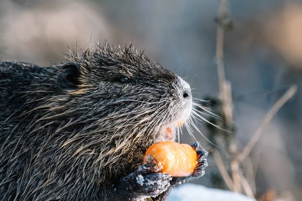 Retrato de coypu selvagem comendo uma cenoura — Fotografia de Stock