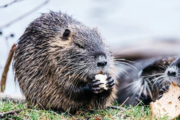 Portrait of wild coypu eating a bread — Stock Photo, Image