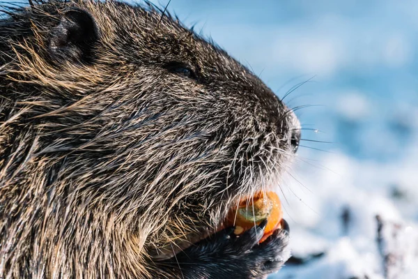 Retrato de coypu selvagem comendo uma cenoura — Fotografia de Stock