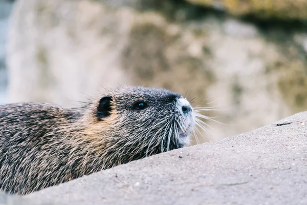 Coypu curioso à procura de algo para comer — Fotografia de Stock