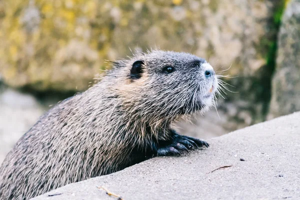 Coypu curioso à procura de algo para comer — Fotografia de Stock