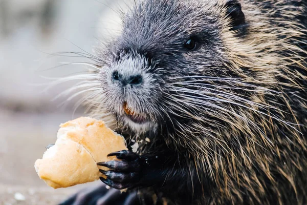 Portrait of wild coypu eating a bread — Stock Photo, Image