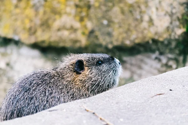 Coypu curioso à procura de algo para comer — Fotografia de Stock