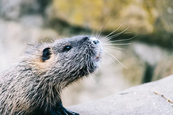 Coypu curioso à procura de algo para comer — Fotografia de Stock