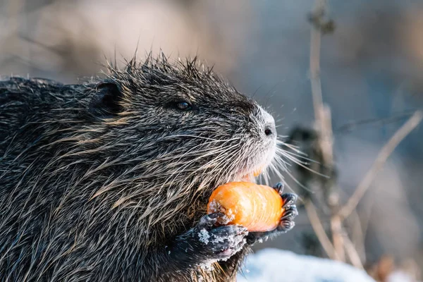 Retrato de coypu selvagem comendo uma cenoura — Fotografia de Stock