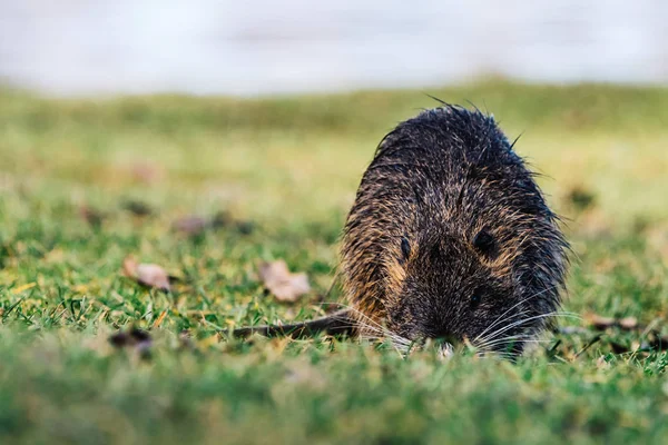 Coypu selvagem à procura de um alimento na grama perto de um lago — Fotografia de Stock