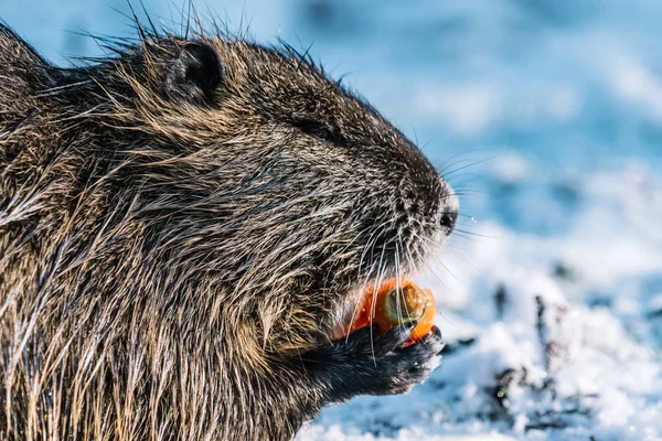 Retrato de coypu selvagem comendo uma cenoura — Fotografia de Stock