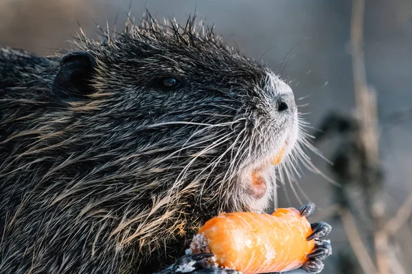 Portrait of wild coypu eating a carrot — Stock Photo, Image