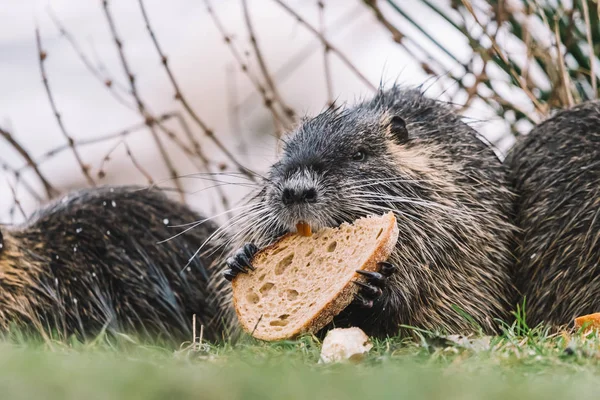 Retrato de coypu selvagem comendo um pão — Fotografia de Stock