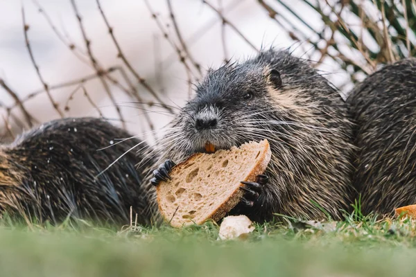 Retrato de coypu selvagem comendo um pão — Fotografia de Stock