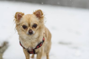 Karda oynayan sevimli uzun saçlı bej chihuahua köpek