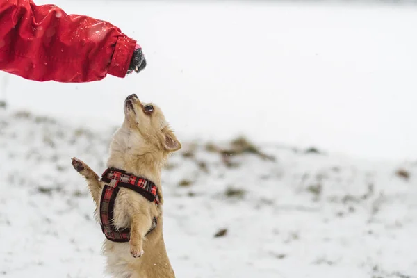 Carino dai capelli lunghi chihuahua beige cane che gioca nella neve — Foto Stock