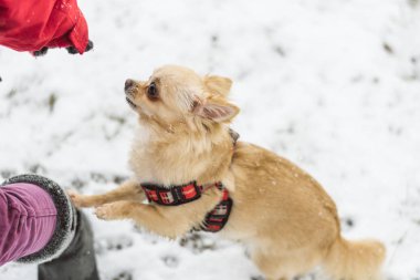 Karda oynayan sevimli uzun saçlı bej chihuahua köpek