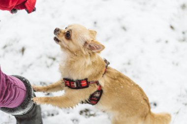 Karda oynayan sevimli uzun saçlı bej chihuahua köpek
