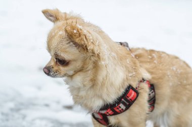 Karda oynayan sevimli uzun saçlı bej chihuahua köpek