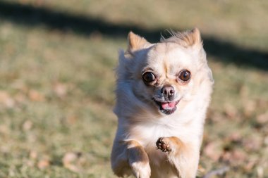 Küçük sağlıklı chihuahua köpek içinde koşmak