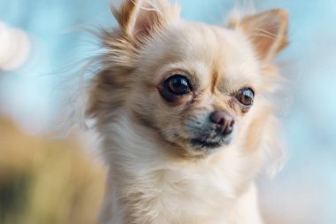 Sevimli küçük chihuahua köpek portresi