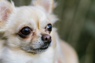 Portre sevimli küçük köpek Chihuahua