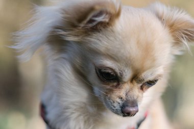 Portre sevimli küçük köpek Chihuahua