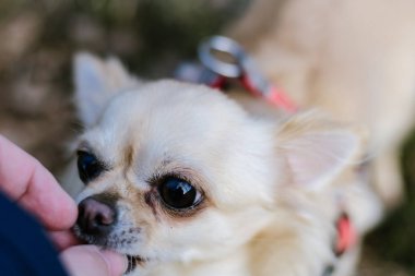 Portre sevimli küçük köpek Chihuahua, elinden ödül almak