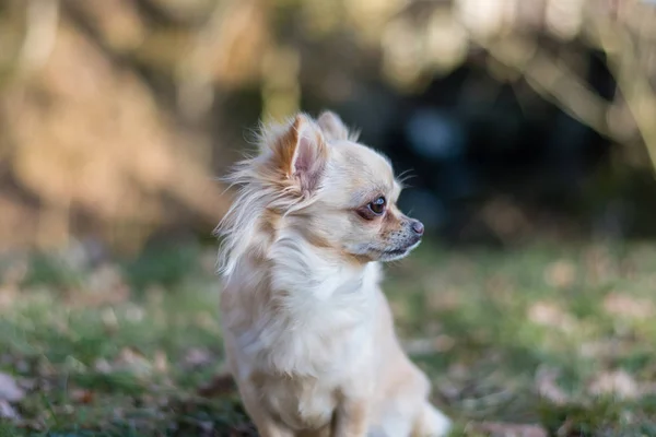 Retrato de adorable perro chihuahua pequeño sentado en la hierba y —  Fotos de Stock