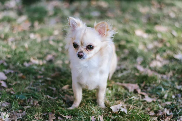 Portrait of adorable small chihuahua dog standing on green grass — Stock Photo, Image