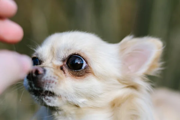 Retrato de chihuahua cão pequeno bonito, recebendo recompensa da mão — Fotografia de Stock