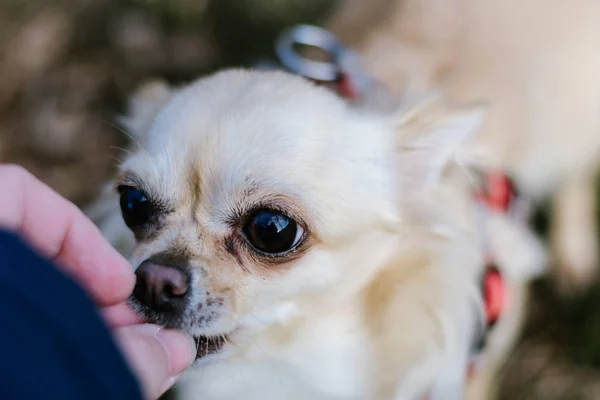 Portre sevimli küçük köpek Chihuahua, elinden ödül almak — Stok fotoğraf