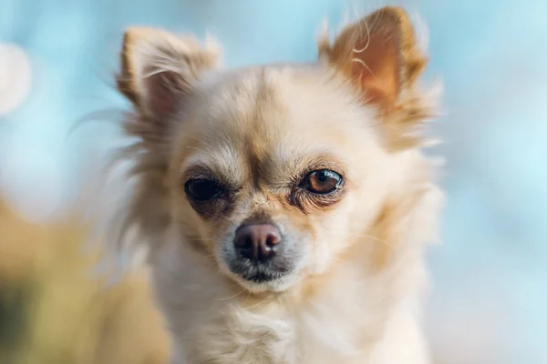 Sevimli küçük chihuahua köpek portresi