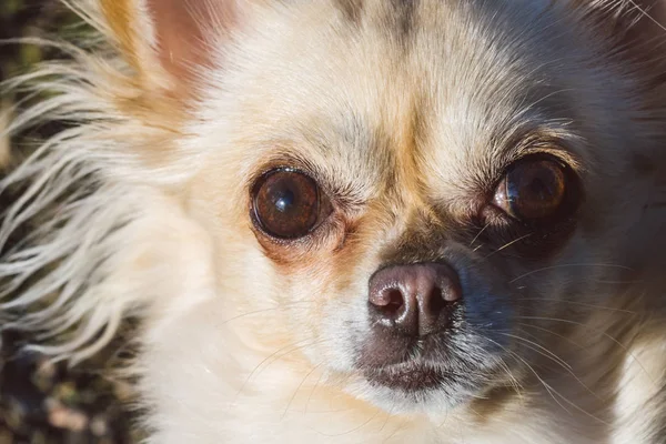 Retrato de chihuahua cão pequeno bonito — Fotografia de Stock