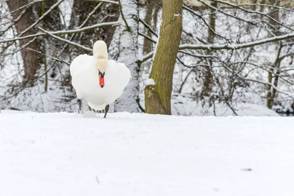 Mooie Knobbelzwaan in de winter op sneeuw — Stockfoto