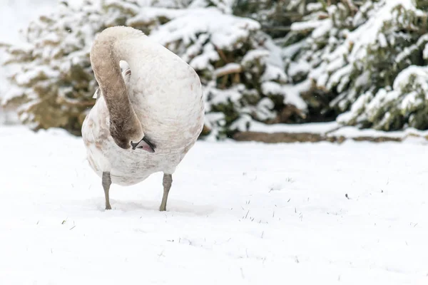 Beautiful mute swan in winter on snow — Stock Photo, Image