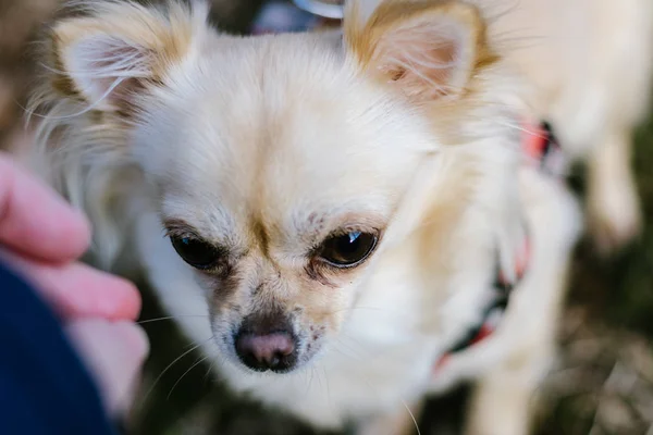 Portre sevimli küçük köpek Chihuahua, elinden ödül almak — Stok fotoğraf