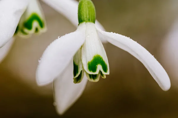 Malé společné Sněženka květ (Galanthus nivalis) brzy na jaře — Stock fotografie